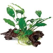 Large Driftwood Anubias