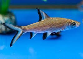 silver shark 7cm