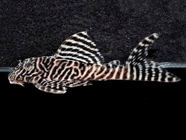 L066 Pleco 3-4cm King tiger