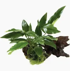 Medium Driftwood Anubias