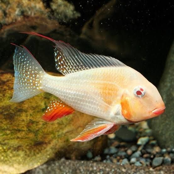 Albino Heckelii