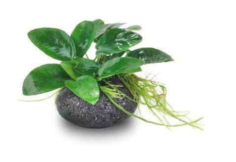 Smooth Lava Rock Creation - Small