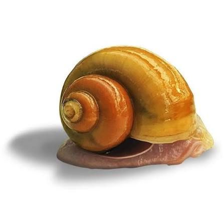 Mystery Snails Gold - Jumbo