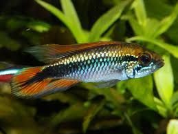 5cm Apistogramma Agassizii Cichlid