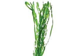 Vallisneria - Thin