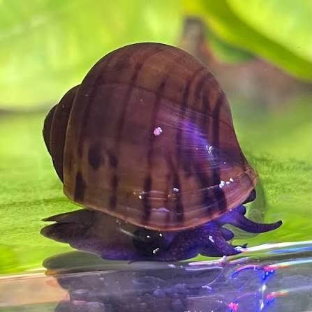 Black Mystery Snail - Small