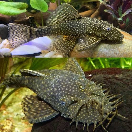 common Bristlenose