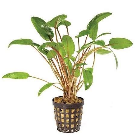 Assorted Crypt - 5cm Pot
