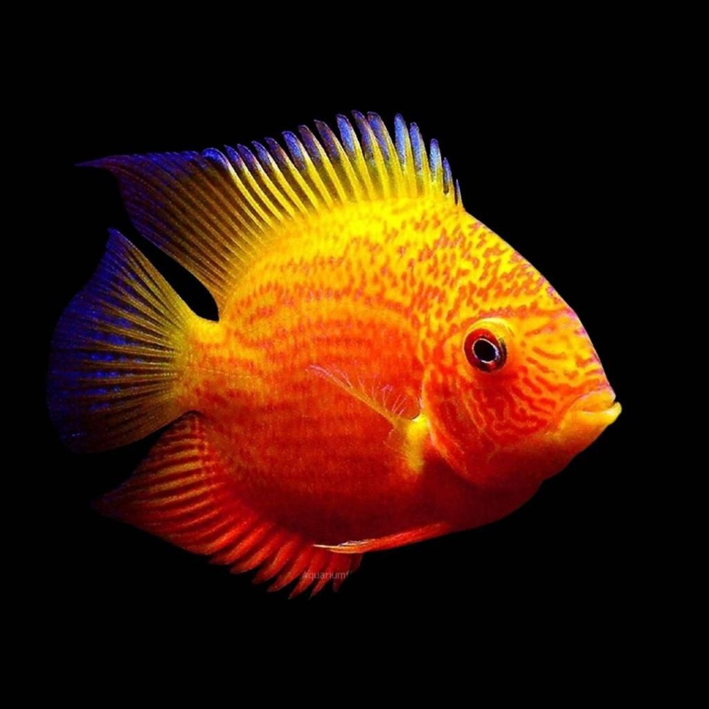 Red spotted severum