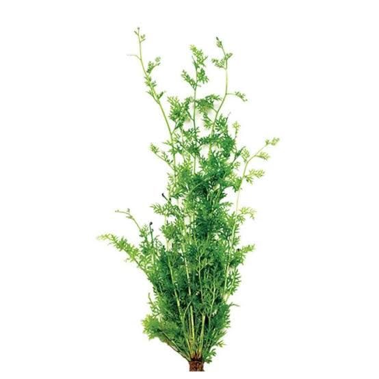 Lace Fern