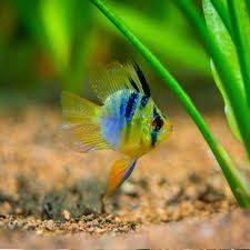 3cm German Blue Balloon Ram Cichlid