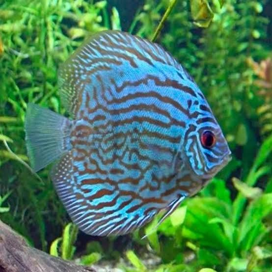 Blue Turquoise