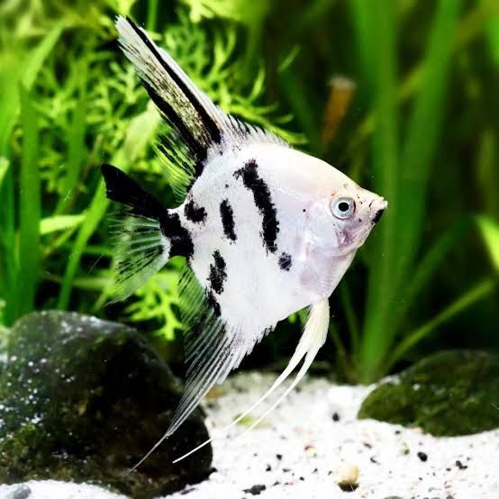 5cm Panda angel