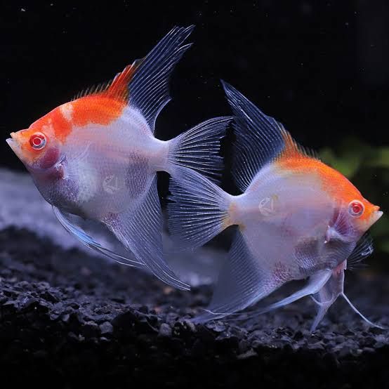 Albino Red cap angelfish