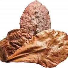 Indian Almond Leaves 10pk