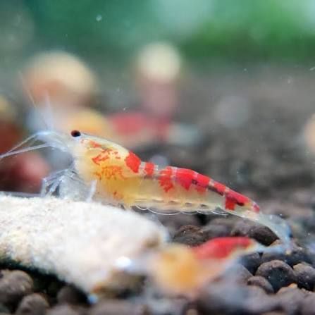 Red Calceo Shrimp