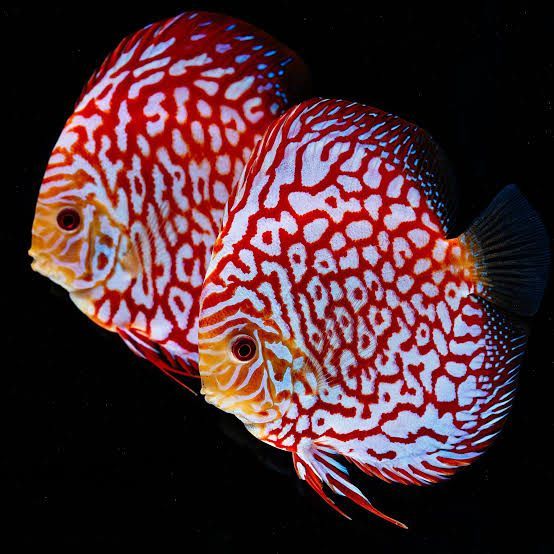 Red Checkerboard