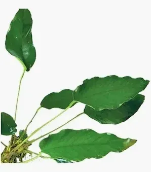 Anubias - Small Assorted