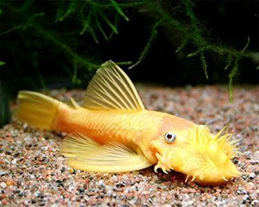 L144 Pleco Blue Eye Lemon