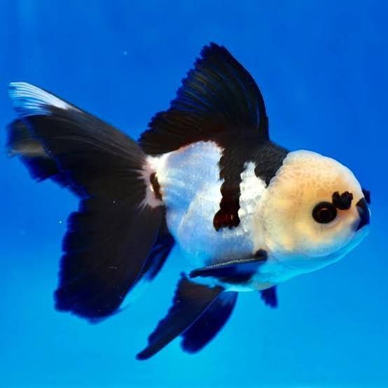 Panda Oranda show quality