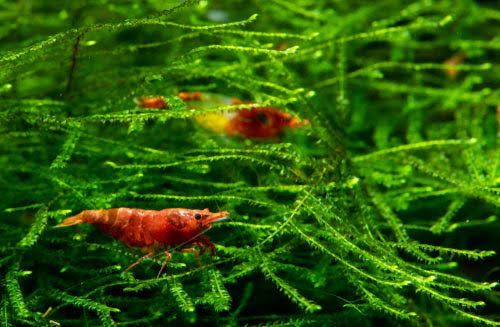 Java Moss