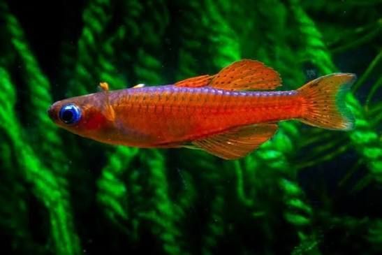 luminatus blue eye