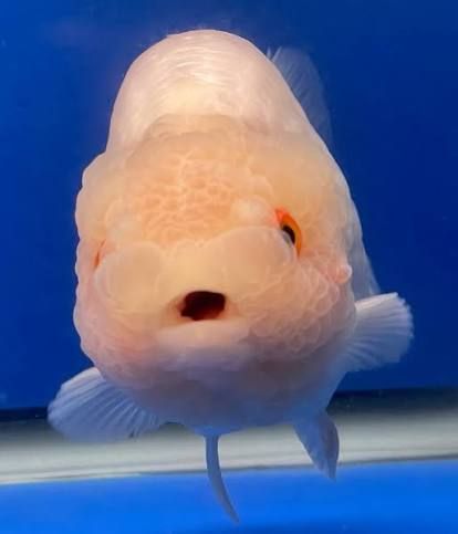 Lemonhead Ranchu 8cm