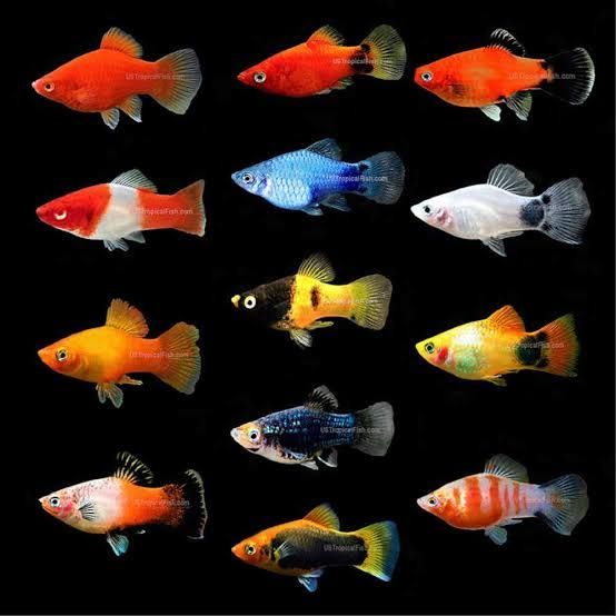 PLATY ASSORTED 4CM