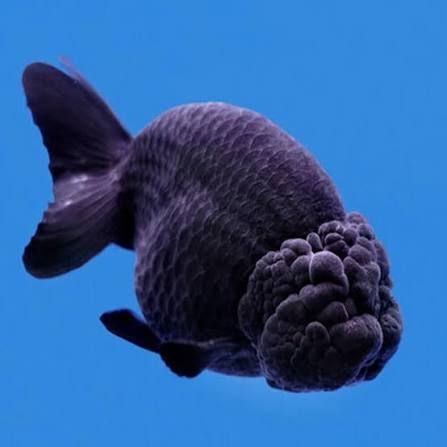 Black Ranchu 8cm