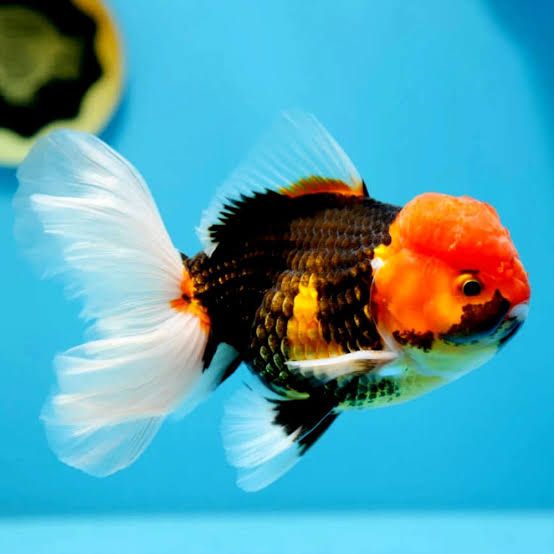 9cm Tri Colour Oranda