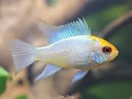 3.5cm Platinum Ram