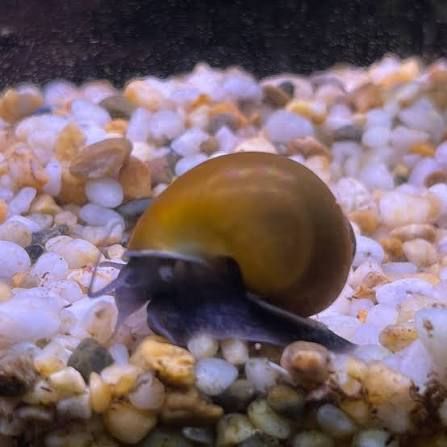 Green Mystery Snail - Small