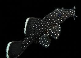 Peppermint Bristlenose