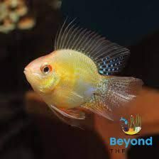 3cm Gold Ballon Ram