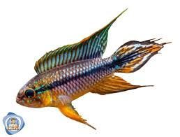 4cm Apistogramma Agassizii Alenquer