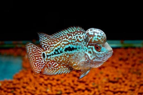 flowerhorn 5cm