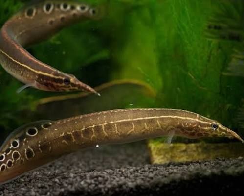 Spiney Eel