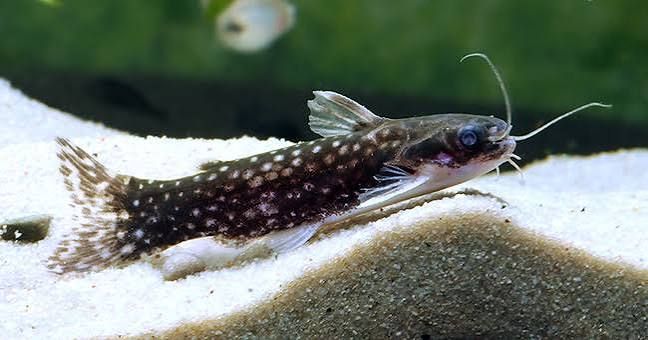 Galaxy Wood Catfish