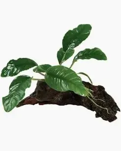 Mini Driftwood Anubias