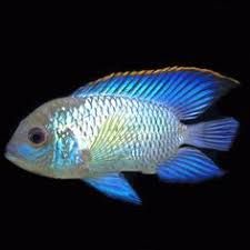 7cm Neon Blue Acara