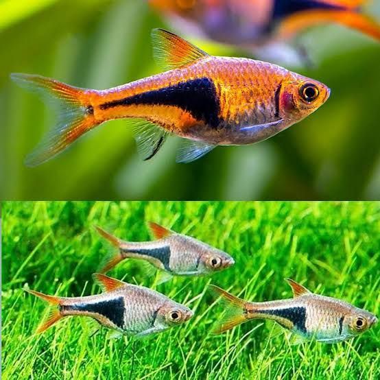 Harlequin Rasbora