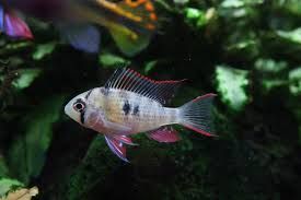 3.5cm Bolivian Ram