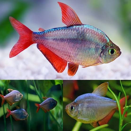 Columbian tetra