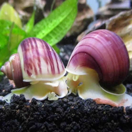 Pink Magenta Mystery Snail