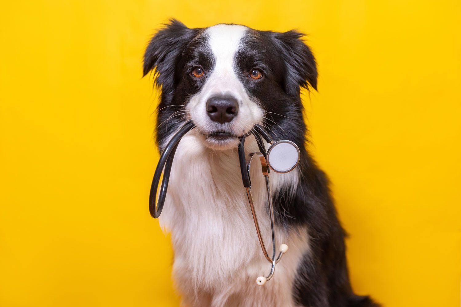 HOSPITAL VETERINARIO CUMBRES