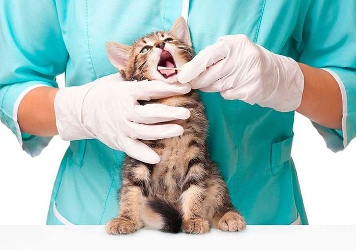 HOSPITAL VETERINARIO CUMBRES