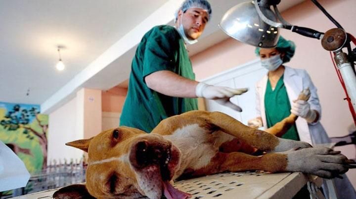 HOSPITAL VETERINARIO CUMBRES