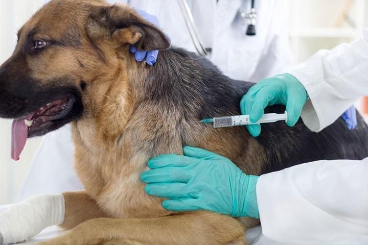 HOSPITAL VETERINARIO CUMBRES
