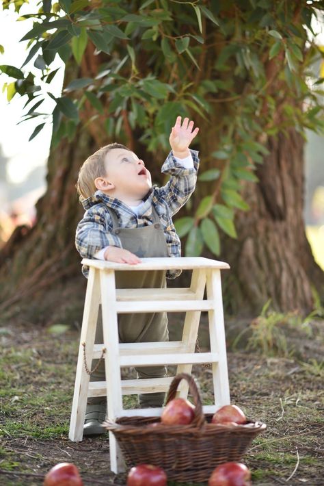 Un niño pequeño está de pie sobre un taburete blanco, intentando alcanzar las hojas debajo de un árbol, con una cesta .
