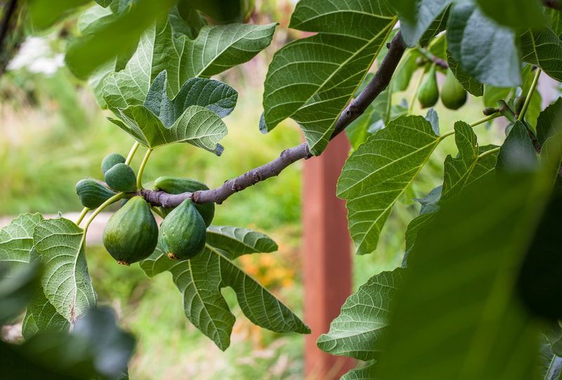 A bunch of figs growing on a tree branch.